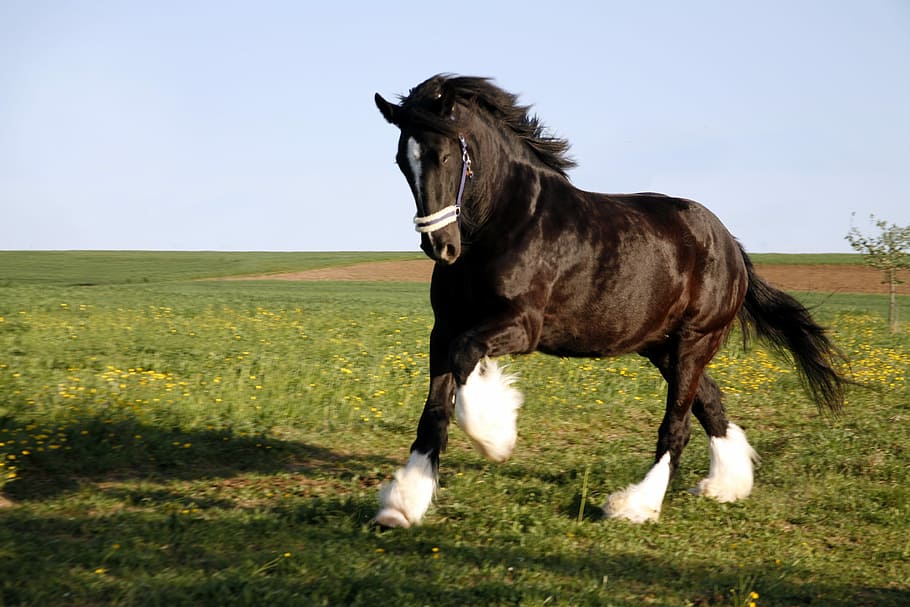 Shire Horse Breed Profile, Facts, History and Description