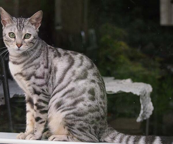 Snow Bengal Cat Profile, Traits Care and Buying Guide