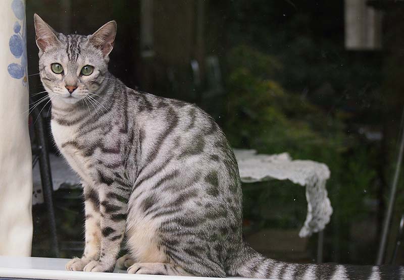 Snow Bengal Cat Profile, Traits Care and Buying Guide