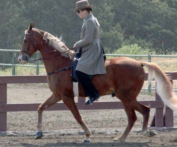 Tennessee Walking Horse Profile: Traits, Facts, Groom, Care