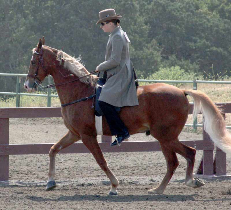Tennessee Walking Horse Profile: Traits, Facts, Groom, Care