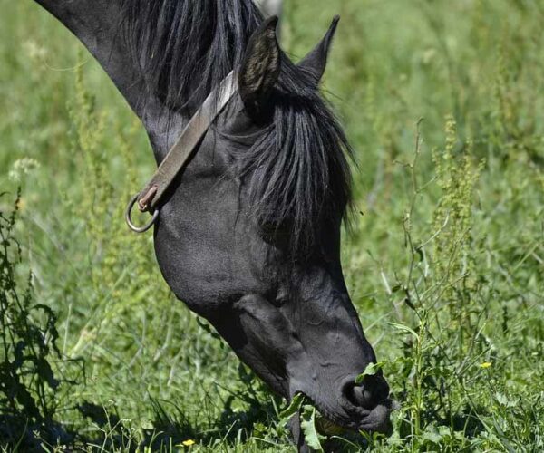 41 Thoroughbred Horse Breed Facts: Traits, Care, More