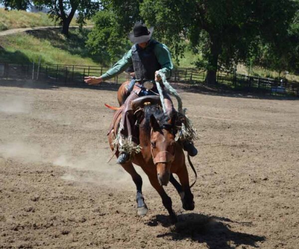 14 Tips to Acquire Western Horse Training from Scratch