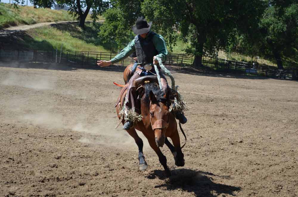 How to Acquire Western Horse Training from Scratch
