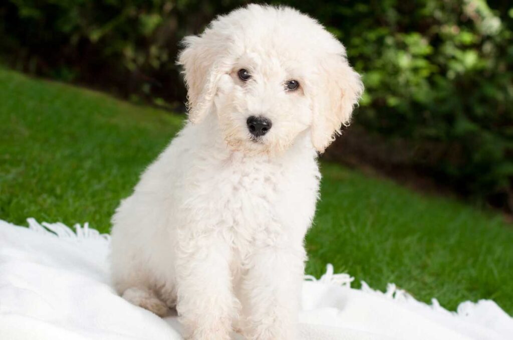 19 Top Tips to Keep in Mind While Buying a Puppy Online Mammal Age