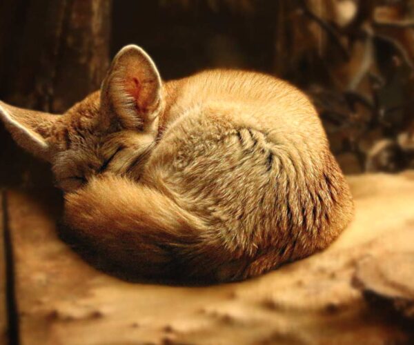 25 Fennec Fox Interesting Adaptations & Survival Facts