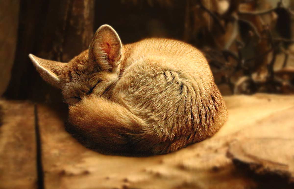 25 Fennec Fox Interesting Adaptations & Survival Facts