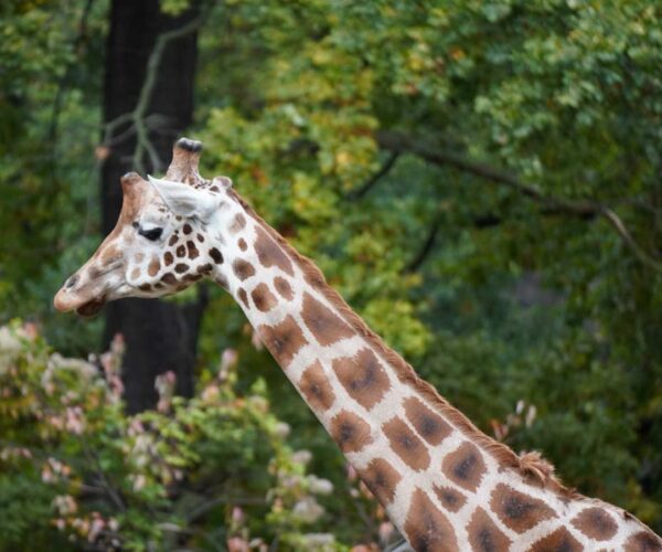 Northern Giraffe Profile, Facts, Habitat, Diet, Reproduction
