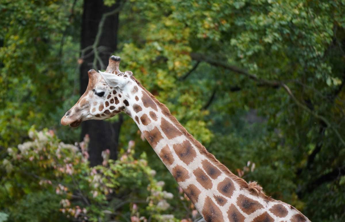 Northern Giraffe Profile, Facts, Habitat, Diet, Reproduction