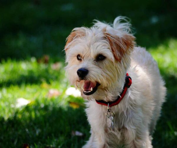 Yorkshire Terrier Dog Profile Traits, Personality, Training, Care