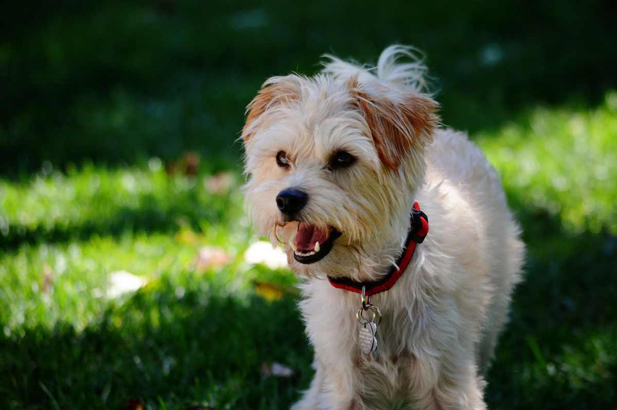 Yorkshire Terrier Dog Profile Traits, Personality, Training, Care