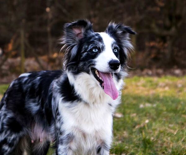 Border Collie Dog Breed Profile, Facts, Traits, Groom, Care