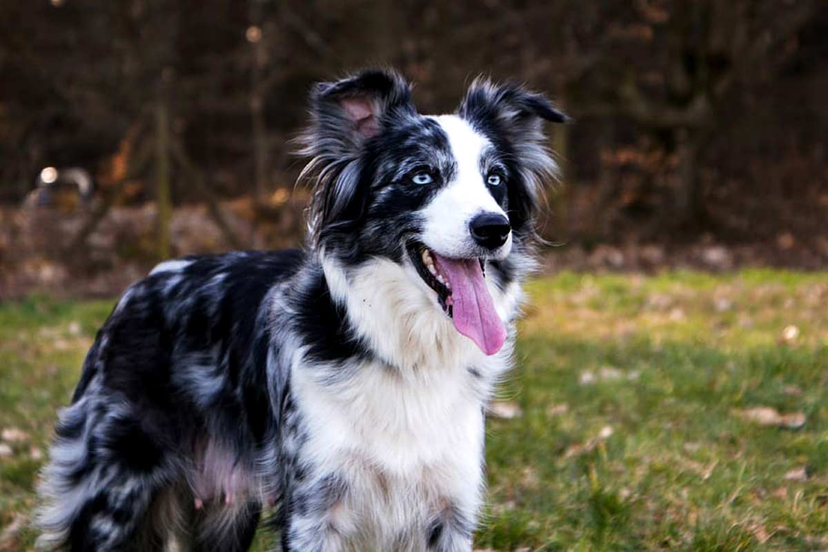 Border Collie Dog Breed Profile, Facts, Traits, Groom, Care