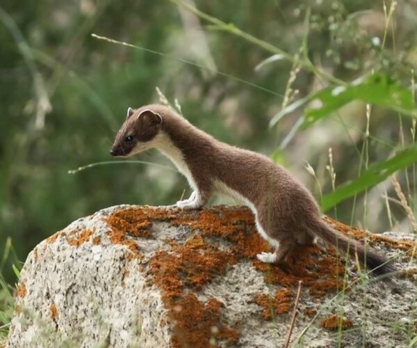 50 Interesting Short Tailed Weasel, or Stoat Profile Facts