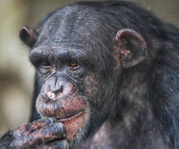 29 Fun, Cool, Interesting Trivia Facts about Chimpanzees