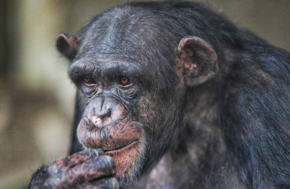 29 Fun, Cool, Interesting Trivia Facts about Chimpanzees